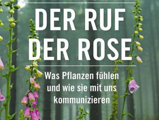 Der Ruf der Rose