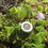 Miniaturbild: Amulett in Silber