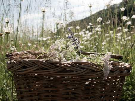 Kurs: Intuitives Kräuterwandern