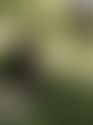 Kurs: Energetisches Räuchern