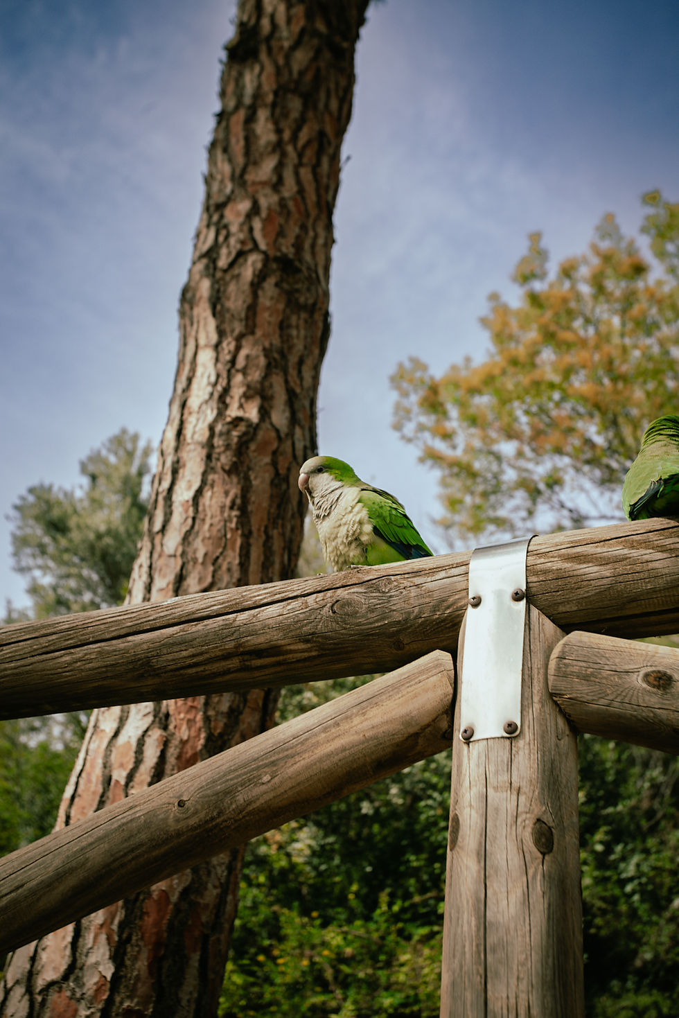 Bird in Barcelona 2024