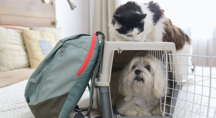 猫も旅行も諦めなくて大丈夫|留守番の準備と連れて行くときの全対策