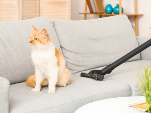 猫の毛掃除のストレス解消!科学が証明した裏ワザと効率化4つの鉄則