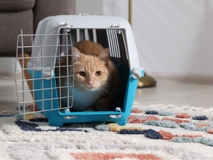 猫キャリーおすすめ15選|愛猫のストレスを科学的に減らす選び方