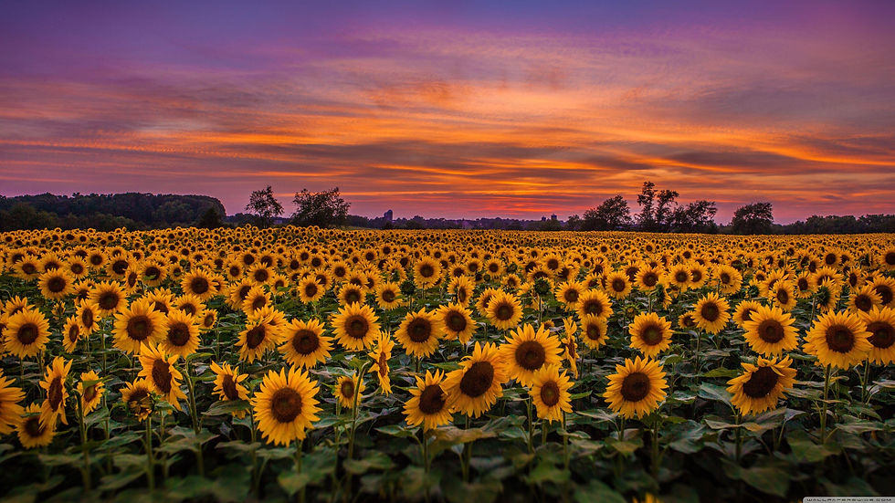 sunflowerfield.jpg