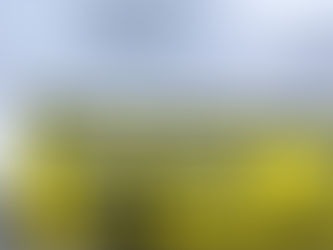 Auckland Council budget cuts - transport