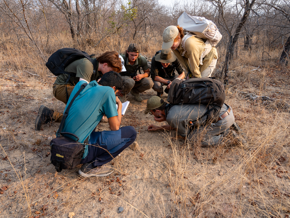People observing ground in dry savanna