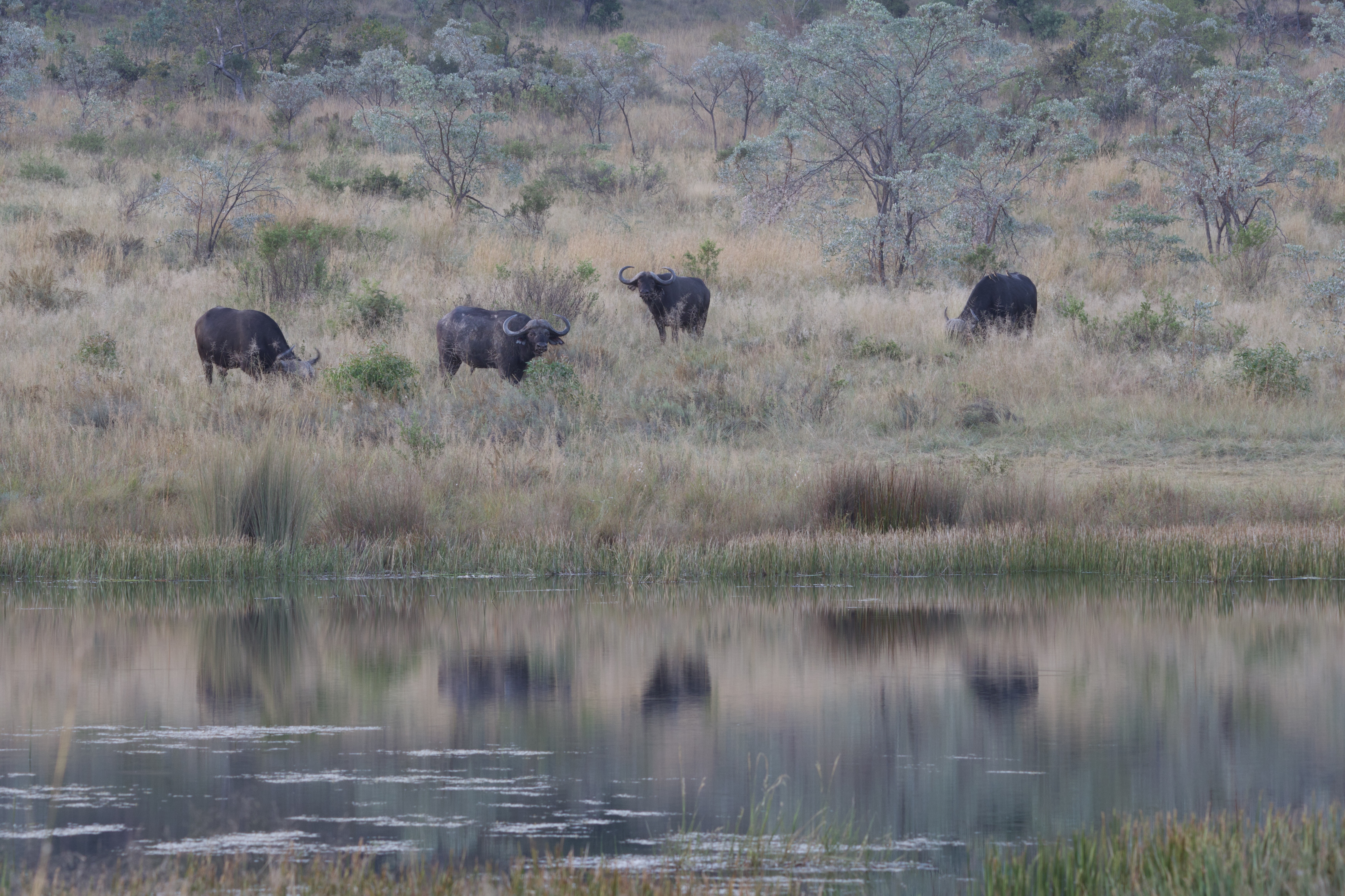 guided walking safari Africa