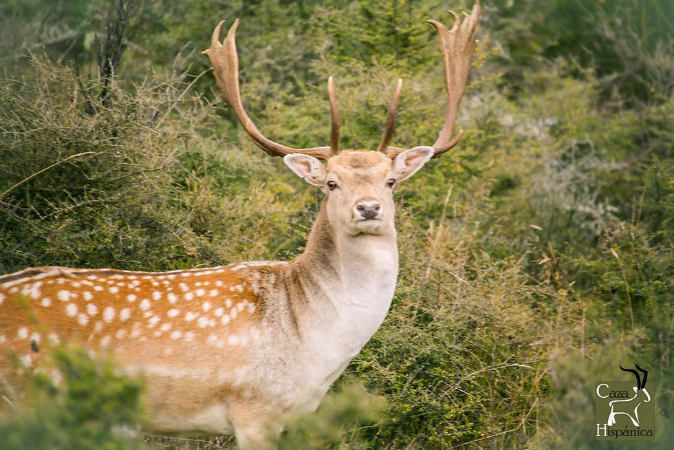 ree