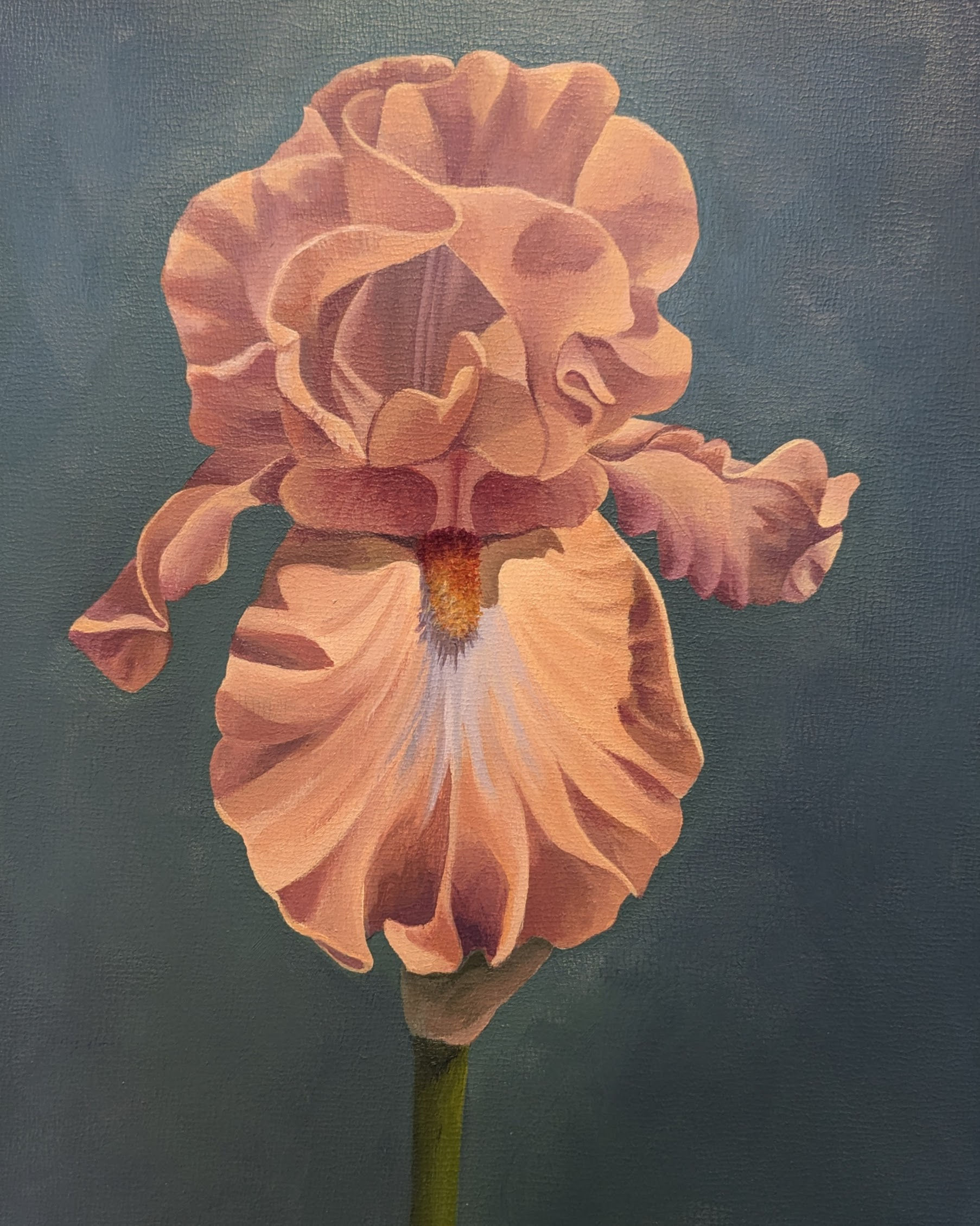 Iris - Warm Embrace