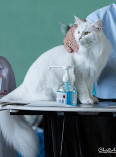 70992135_401616830545099_658015390481671