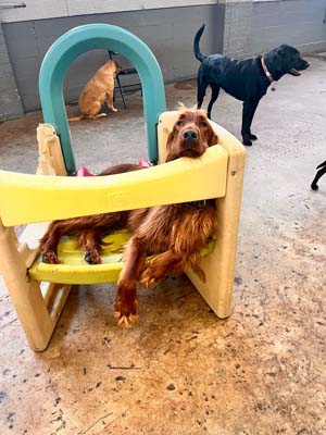 dog daycare denver bark and play 