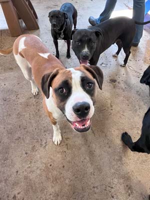 dog daycare denver bark and play 