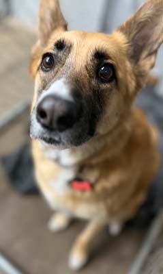 dog daycare denver bark and play 