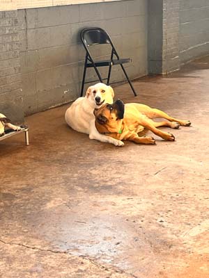 dog daycare denver bark and play 