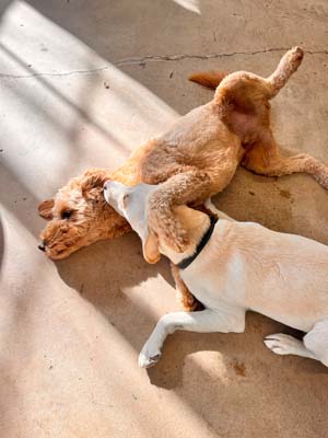 dog daycare denver bark and play 