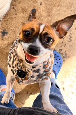 dog daycare denver bark and play 