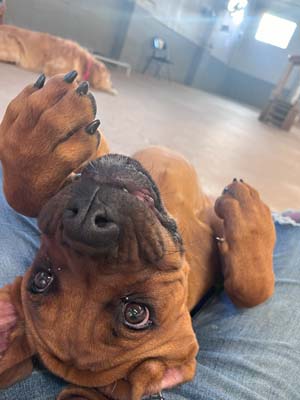 dog daycare denver bark and play 