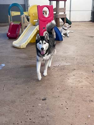 dog daycare denver bark and play 