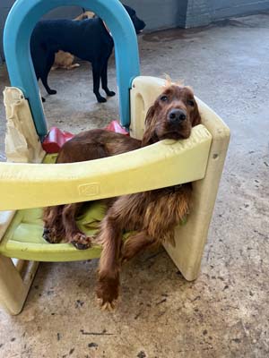 dog daycare denver bark and play 