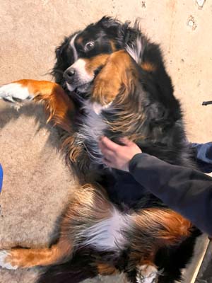 dog daycare denver bark and play 
