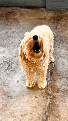 dog daycare denver bark and play 