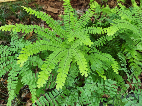 9 Native Low Country Plants Great for Landscaping 