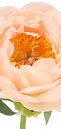 King's Day Peony