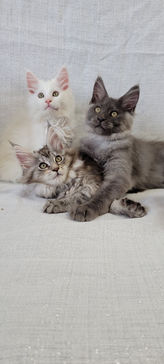 Maine Coons
