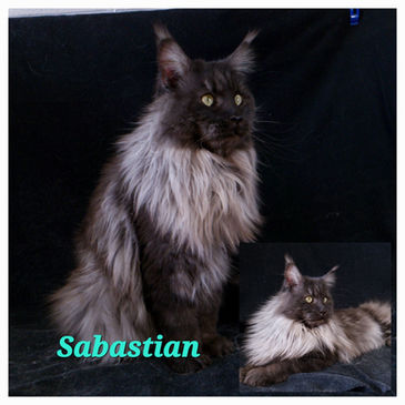 Maine Coons