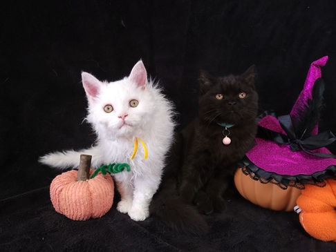 Maine Coons