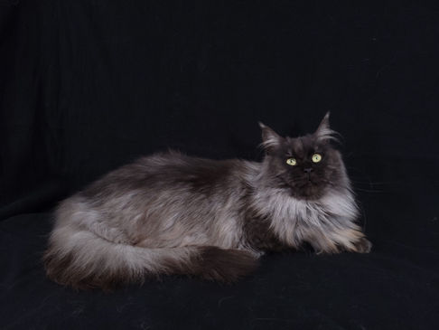 Maine Coons