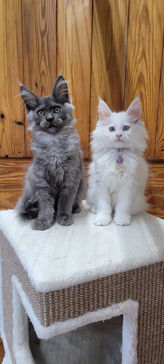 Maine Coons