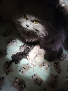 Maine Coons