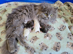 Mini Mouse x Felix kittens DOB 3-26-22 All boys