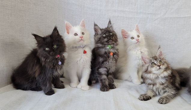Maine Coons