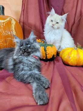 Maine Coons