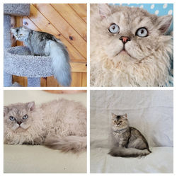 Skye (Persian) X Felix (Selkirk Rex) kittens born 4-19-22