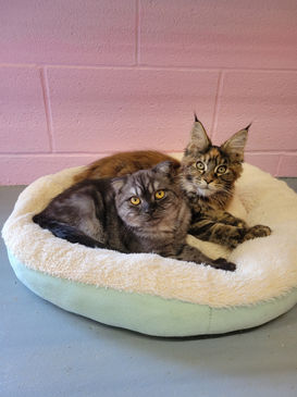 Maine Coons