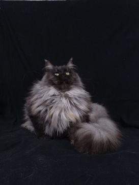 Maine Coons