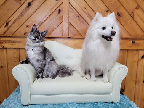 Cat Dog