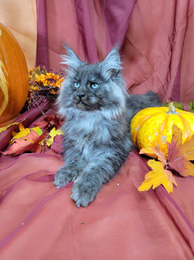 Maine Coons