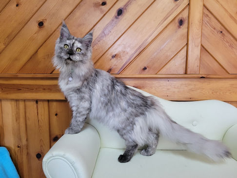 Maine Coons