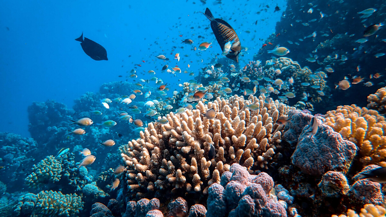school of fish in body of water