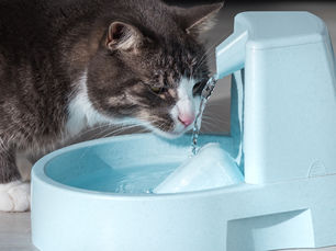 Proporciónale Agua Fresca en Cada Comida: La Importancia de la Hidratación Constante para la Salud de tu Gato