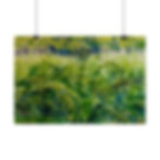 Thumbnail: Emerald Forest - Poster