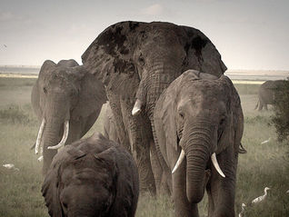 10 Animals That Mourn Their Dead