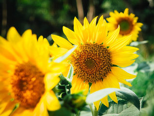 Nine Quirky Obituaries That Made Death a Little Less Grim