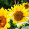 Nine Quirky Obituaries That Made Death a Little Less Grim
