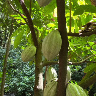 Drzewo kakaowca.